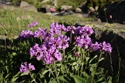  Stachys Macranta