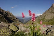  Renouée