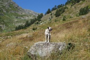  (gentil) patou