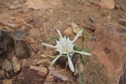  fleur inconnue