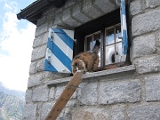  le chat du refuge Sciora et sa planche ...