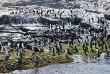  pingouins